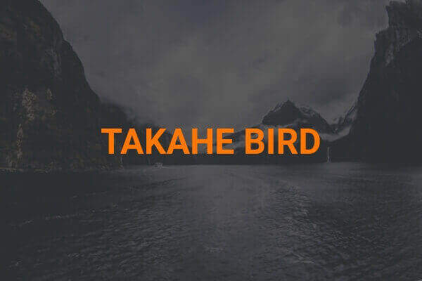  Takahe Bird logo 