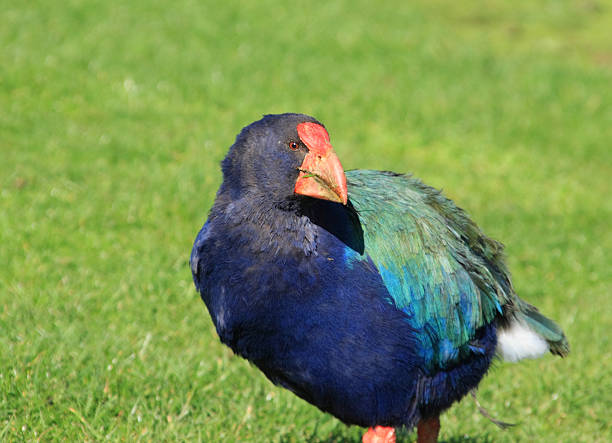 Takahe Bird